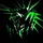 corisco_4229947