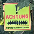 Bảng cảnh báo sâu róm sồi (Oak Processionary Moth) - Thumbnail 1