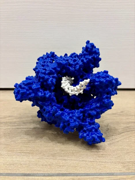Mô hình enzyme Helicase và DNA - Image 1