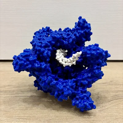 Mô hình enzyme Helicase và DNA