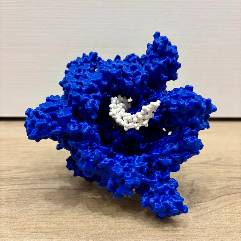 Mô hình enzyme Helicase và DNA