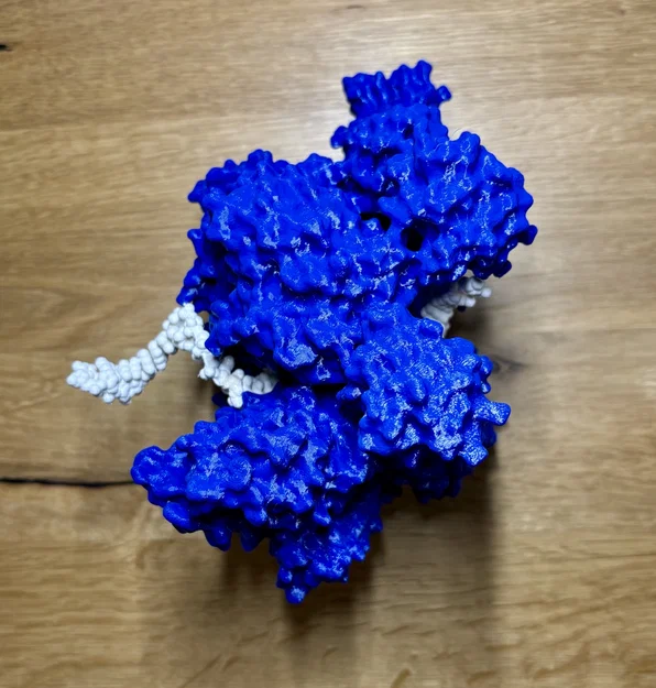 Mô hình enzyme Helicase và DNA - Image 2