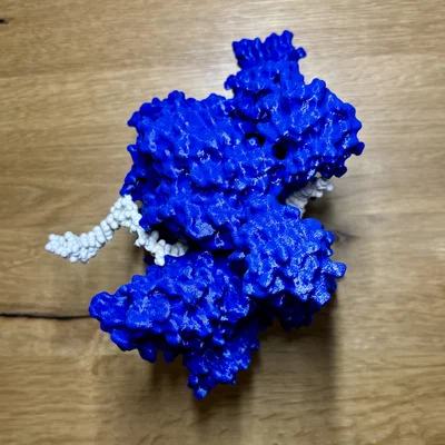 Mô hình enzyme Helicase và DNA