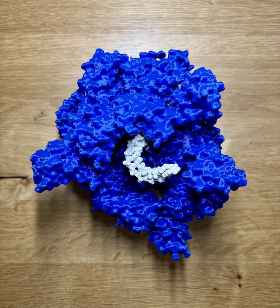 Mô hình enzyme Helicase và DNA - Image 4