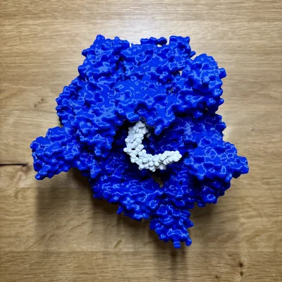 Mô hình enzyme Helicase và DNA