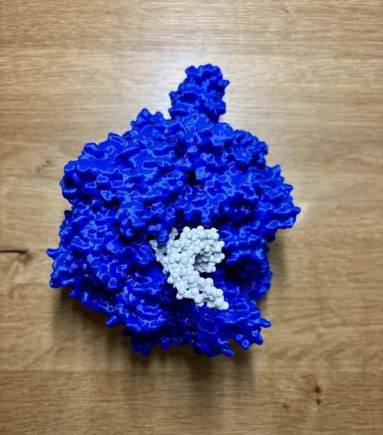 Mô hình enzyme Helicase và DNA - Image 5