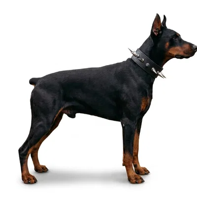 Mô hình chú chó Doberman đeo vòng cổ đinh tán in 3D cực ngầu