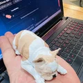 Mô hình chú chó Bull Pháp (French Bulldog) trang trí bàn làm việc - Thumbnail 6
