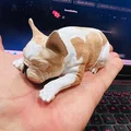 Mô hình chú chó Bull Pháp (French Bulldog) trang trí bàn làm việc - Thumbnail 7