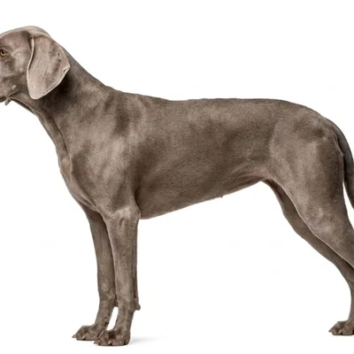Mô hình 3D chó săn Weimaraner (Weimaraner Dog) đẹp mắt và chân thực