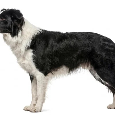 Mô hình 3D chó Border Collie tinh xảo cho người yêu động vật