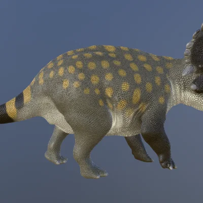 Mô hình 3D Sinoceratops: Khủng long có sừng từ kỷ Phấn trắng
