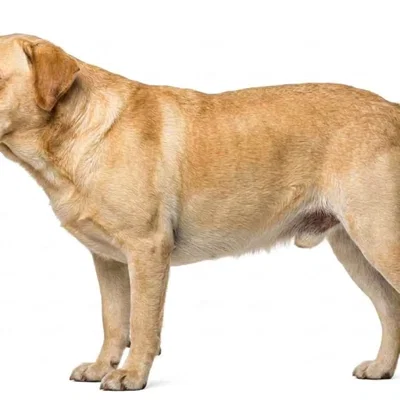 Mô hình chú chó Labrador Retriever in 3D sắc nét
