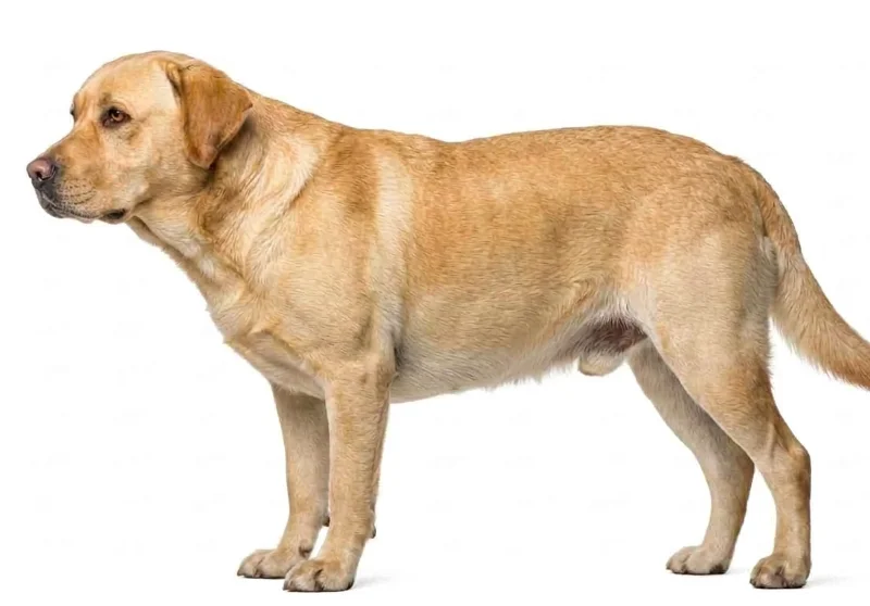 Mô hình chú chó Labrador Retriever in 3D sắc nét