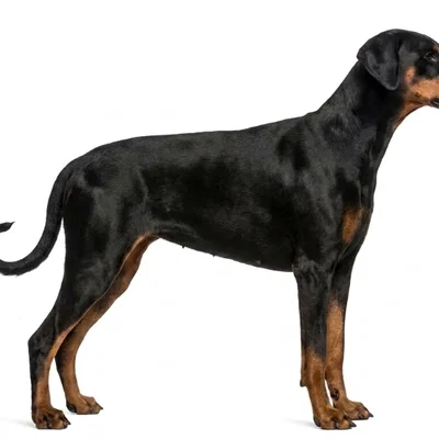 Mô hình 3D chó Doberman Pinscher ấn tượng dành cho tín đồ yêu cún