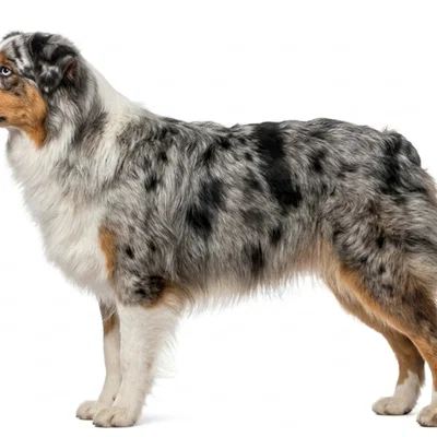 Mô hình 3D Chó Shetland Sheepdog: Trang trí tinh xảo cho mọi nhà