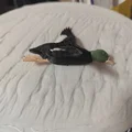 Mô hình vịt mallard đang bay - Thumbnail 8
