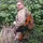 wieli_2150485