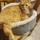 bioking_323243