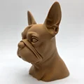 Tượng bán thân chó Boston Terrier - Thumbnail 5