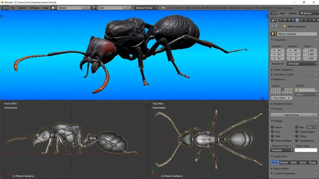 Mô hình 3D kiến chúa Messor barbarus chi tiết sắc nét - Image 1