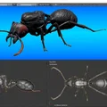 Mô hình 3D kiến chúa Messor barbarus chi tiết sắc nét - Thumbnail 1