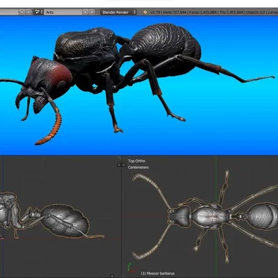 Mô hình 3D kiến chúa Messor barbarus chi tiết sắc nét