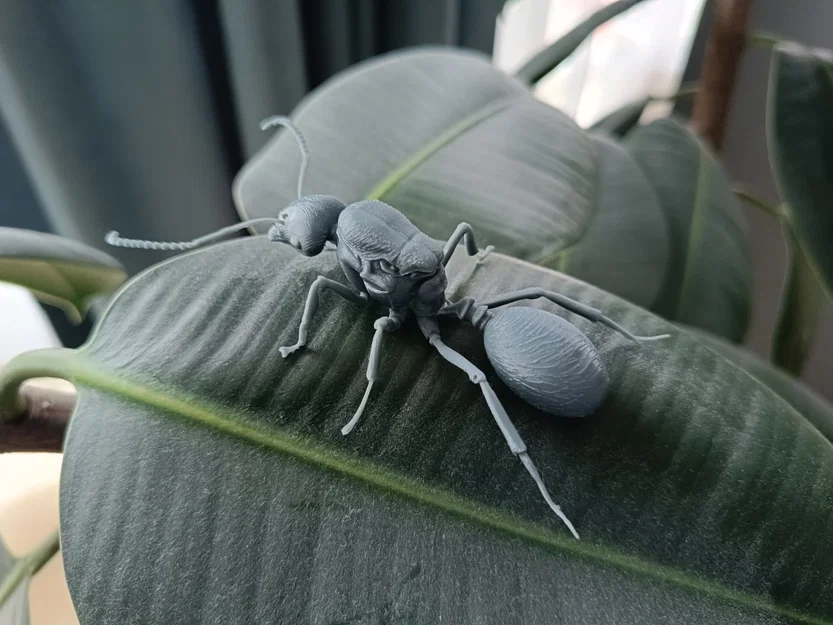 Mô hình 3D kiến chúa Messor barbarus chi tiết sắc nét - Image 2
