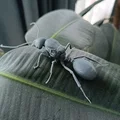 Mô hình 3D kiến chúa Messor barbarus chi tiết sắc nét - Thumbnail 2