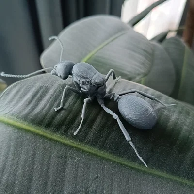 Mô hình 3D kiến chúa Messor barbarus chi tiết sắc nét