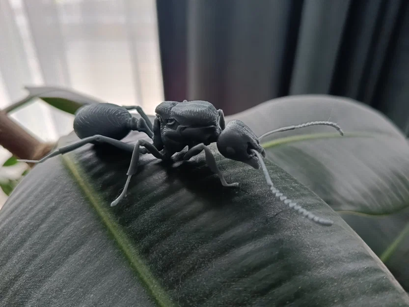 Mô hình 3D kiến chúa Messor barbarus chi tiết sắc nét - Image 3