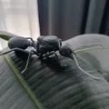 Mô hình 3D kiến chúa Messor barbarus chi tiết sắc nét - Thumbnail 3