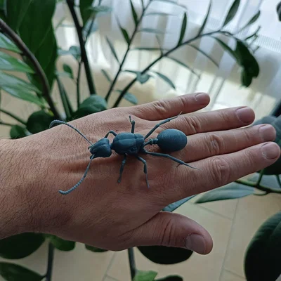 Mô hình 3D kiến chúa Messor barbarus chi tiết sắc nét
