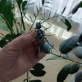 Mô hình 3D kiến chúa Messor barbarus chi tiết sắc nét - Thumbnail 5