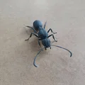 Mô hình 3D kiến chúa Messor barbarus chi tiết sắc nét - Thumbnail 6