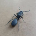 Mô hình 3D kiến chúa Messor barbarus chi tiết sắc nét - Thumbnail 7