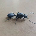 Mô hình 3D kiến chúa Messor barbarus chi tiết sắc nét - Thumbnail 8