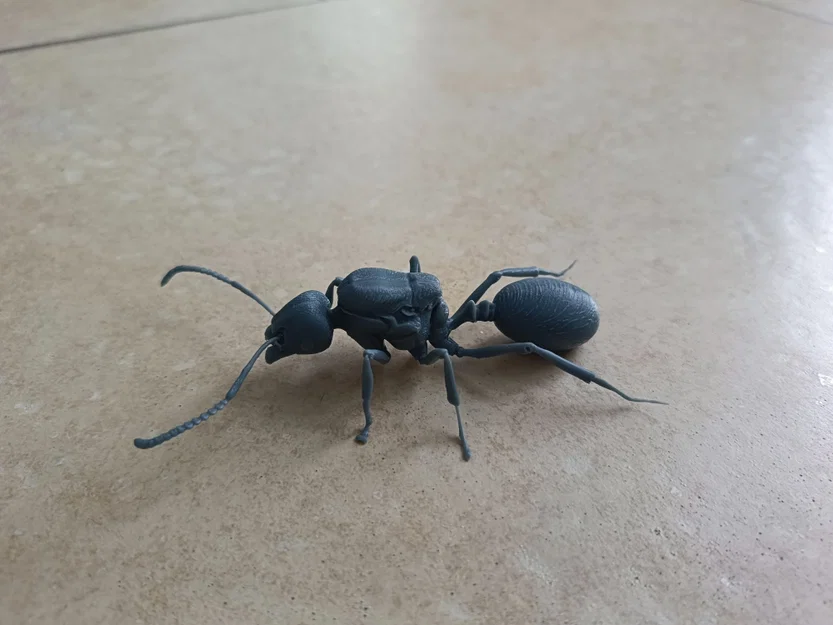Mô hình 3D kiến chúa Messor barbarus chi tiết sắc nét - Image 9