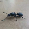 Mô hình 3D kiến chúa Messor barbarus chi tiết sắc nét - Thumbnail 9