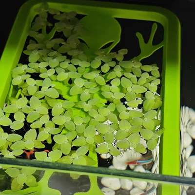 Bộ giữ cây nổi (Floater Grower) cho hồ cá thông minh Xiaomi (Mijia) MYG100