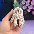 Mô hình Cua Ẩn Sĩ Xương Khớp Khớp Linh Hoạt (Articulated Skeleton Hermit Crab) - Thumbnail 9