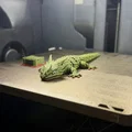 Mô hình thằn lằn cử động khớp (Articulated flexi lizard) in 3D - Thumbnail 3