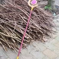 Mô hình quyền trượng Frieren - Thumbnail 1